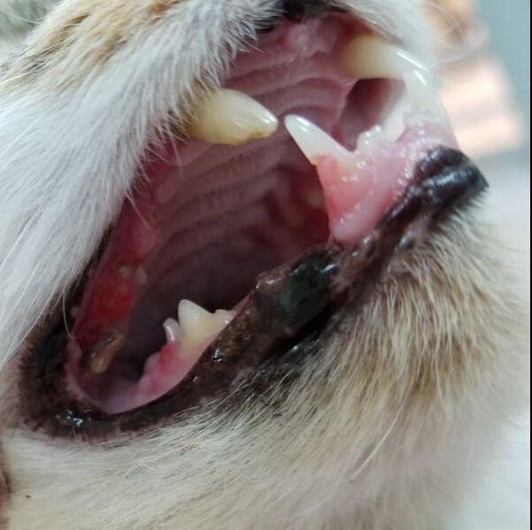 extra canine teeth cat